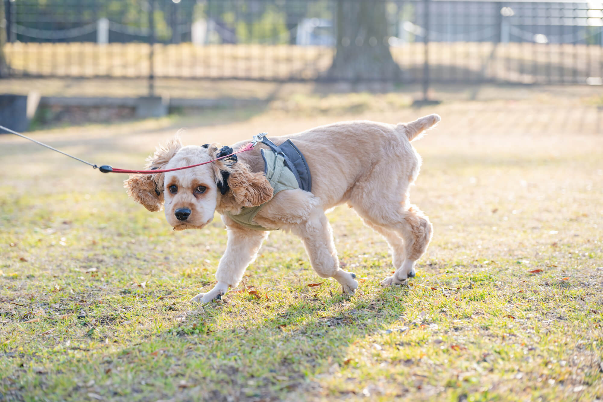 かわいい犬用ハーネスを選ぶときの基本ポイント